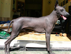 PERUJSKI GOLI PES (Peruvian Hairless Dog)