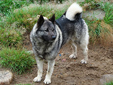 ŠVEDSKI LOSOVEC – JAMTLANDSKI PES (Swedish Elkhound – Jamt Dog)