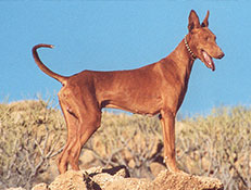 KANARSKI PES (Podenco Canario – Canarian Dog)