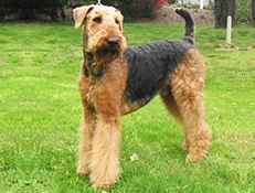 AIREDALSKI TERIER (Airedale Terrier)