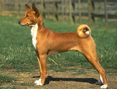 BASENJI (Basenji – Kongo Dog)