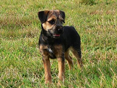 BORDERSKI TERIER (Border Terrier)