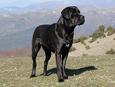 CANE CORSO (Cane Corso Italiano – Italian Corso Dog)
