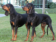 ČRNO ČRESLASTI RAKUNAR (Black and Tan Coonhound)