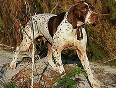 FRANCOSKI GASKONJSKI PTIČAR (Braque français, type Gascogne – French Pointing Dog, Gascogne type)