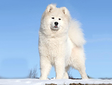 GRENLANDSKI PES – GROENLANDEC (Greenland Dog – Greenlander)