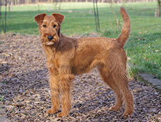 IRSKI TERIER (Irish Terrier)