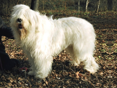 JUŽNORUSKI OVČAR (South Russian Shepherd Dog)