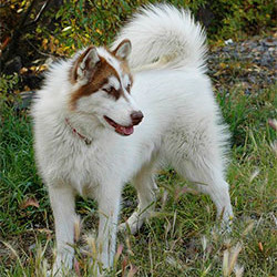KANADSKI ESKIMSKI PES (Canadian eskimo dog, Qimmiq, Esquimaux)