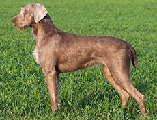 NEMŠKI RESAVEC (German Rough Haired Pointing Dog)