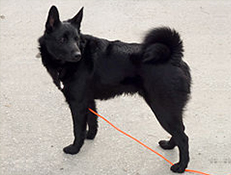 NORVEŠKI ČRNI LOSOVEC (Norwegian Elkhound black)