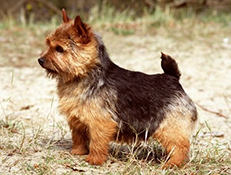NORWIŠKI TERIER (Norwich Terrier)