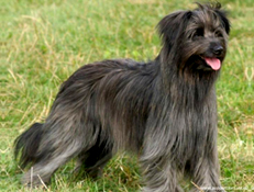 PIRENEJSKI DOLGODLAKI OVČAR (Long-haired Pyrenean Sheepdog)