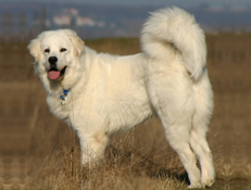 PODHALANSKI PASTIRSKI PES (Tatra Shepherd Dog)