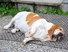 Posledice čezmerne telesne teže ter zmanjševanje telesne teže pri psu