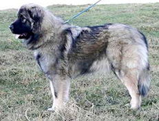 ŠARPLANINEC (Yugoslavian Shepherd Dog – Sharplanina)