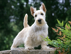 ŠKOTSKI TERIER (Scottish Terrier)