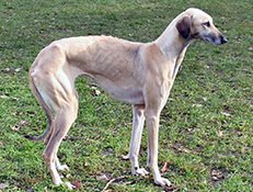 SLOUGHI – ARABSKI HRT (Arabian Greyhound)