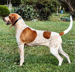 ANGLEŠKI RAKUNAR (Redtick coonhound, English coonhound)