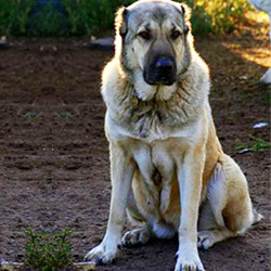 ARMENSKI GAMPR (Armenian Gampr Dog)