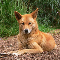 DINGO (Australian native dog, Warrigal, Maliki, Noggum, Mirigung, Boolomo)