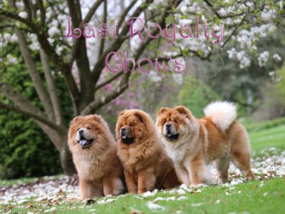Last Royalty Chow Chows