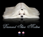 Diamond Shine Maltese
