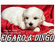 psarna Figaro & Dingo