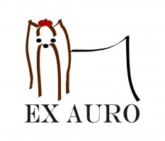 Ex Auro Yorkshire Terriers
