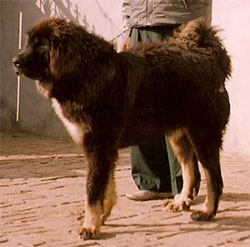HIMALAJSKI MASTIF (Himalayan Mastiff – Bangara Mastiff)