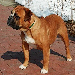 KONTINENTALNI BULDOG (Continental Bulldog, Pickwick Bulldog, Swiss Bulldog)