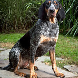 MODROPIKASTI RAKUNAR (Bluetick coonhound)