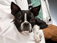 Najpogostejše bolezni psov ter možnost preventivne zaščite