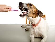 Pasji zobje – Nega in zdravje pasjih zob