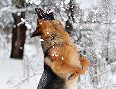 Pes ter zimski čas