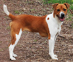 PLUMMERJEV TERIER (Plummer terrier)