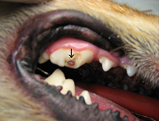 Poškodbe zob pri psu