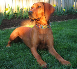 REDBONOV RAKUNAR (Redbone coonhound)
