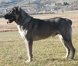 SRBSKI OBRAMBNI PES (Srpski odbrambeni pas, Serbian Defence Dog)