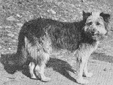 STAROVALIŽANSKI SIVI OVČAR (Old Welsh Grey Sheepdog)